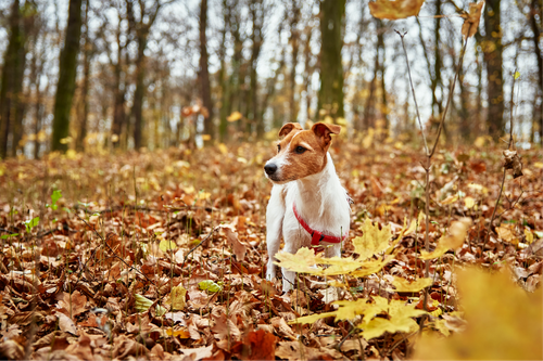 dog-walking-in-autumn-park-2021-12-09-21-42-16-utc (1).png