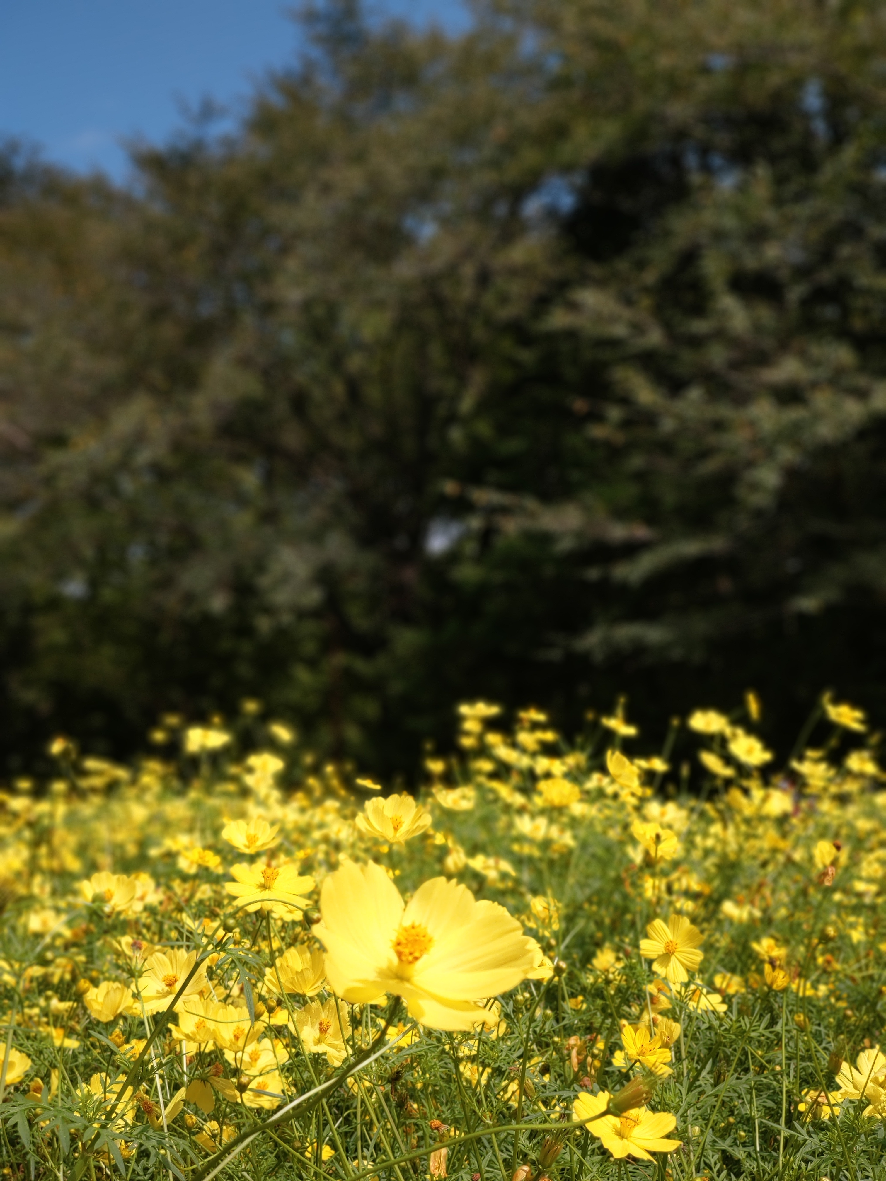 昭和記念公園　自動ボケモード
